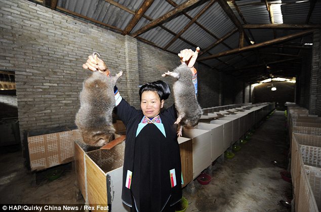 Rodent family: She now has more than 2,000 giant bamboo rats at her home in Congjiang, in southwest China